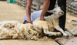 Союз овцеводов России: В настоящее время шерсть даёт основные убытки